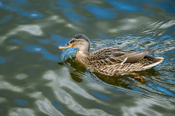 Mallard. Wild duck in its natural environment on the pond. Wild nature. Waterfowl