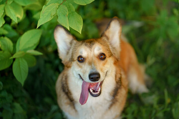 dog portrait in nature. red and white Welsh corgi pembroke on the grass. Active pet outdoors