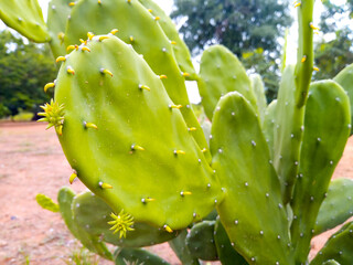 Green Cactaceae Tree Nature background