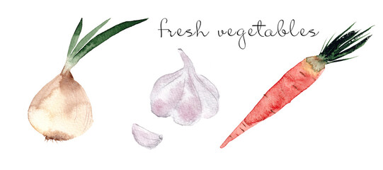 Set of watercolor onion, carrot and garlic isolated on white background. Fresh vegetables