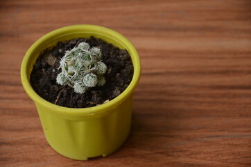 the beautiful cactus plant seedlings in the small yellow pot.