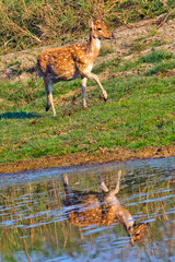 Spotted Deer, Cheetal, Axis Axis, Axis Deer, Royal Bardia National Park, Bardiya National Park,...