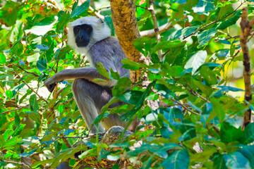 Tarai Gray Langur, Semnopithecus hector, Cercopithecidae, Royal Bardia National Park, Bardiya National Park, Nepal, Asia