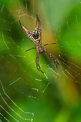 Spider, Micrathena sagittata,Tropical Rainforest, Marino Ballena National Park, Uvita de Osa, Puntarenas, Costa Rica, Central America, America