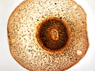 Microphotography of cross section of orange tree stem.