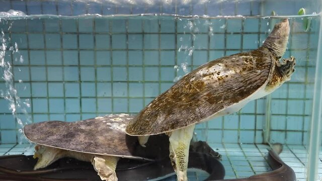 Chinese softshell turtle (Pelodiscus sinensis) in a Chinese seafood restaurant