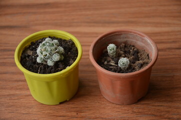 Fototapeta na wymiar the beautiful cactus plant seedlings in the two small pots.
