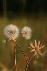 Dandelion Portrait in Sunset light 