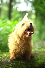 the Norwich Terrier