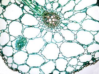 Microphotography of a cross section of lotus root.