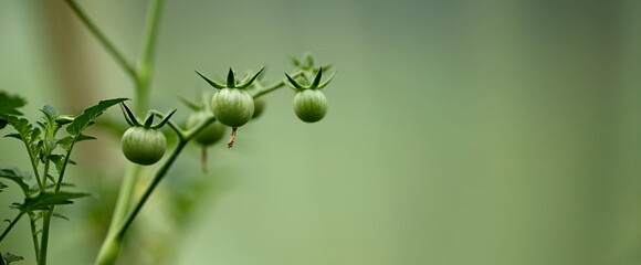 Tomates cerises plante pas mûre - serre agriculture bio permaculture