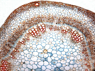 MIcrophotography of a cross section of stem of cotton. Gossypium.