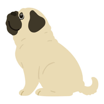 Flat colored simple and cute pug sitting in side view