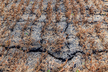 cracked gray earth unusual background field after harvest