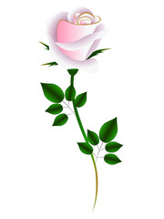 Tea rose on a white background.