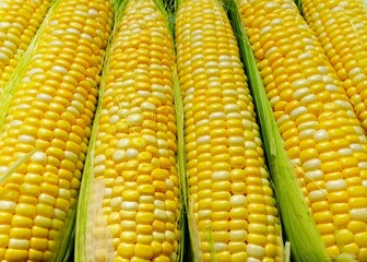 Fresh, yellow cobs of appetizing corn