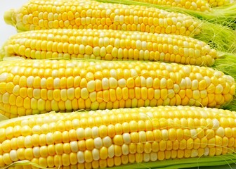 Fresh, yellow cobs of appetizing corn