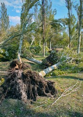 Felled poplar trees after a hurricane