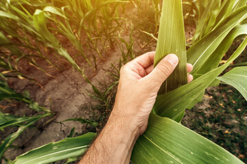 Male farmer agronomist touching unripe green corn maize crop leaf