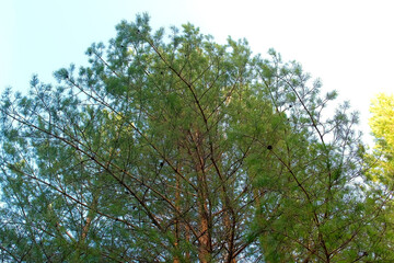 Top of huge green pine tree at light blue sky background. Big light green pine tree is waving by soft wind in natural daylight through the bright blue sky.