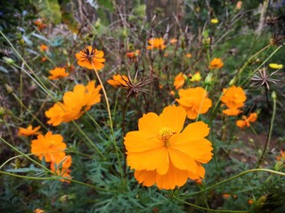 orange flowers in the garden