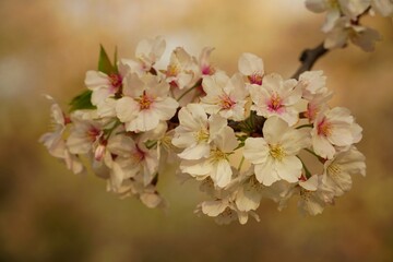 cherry blossom or sakura