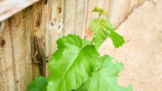 lizard crawls on concrete. general plan. color