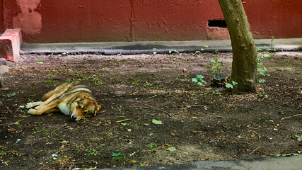 Homeless dog lies near the house. color