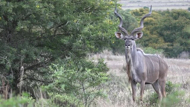 Eastern Cape Kudu, otherwise known as the Grey Ghost