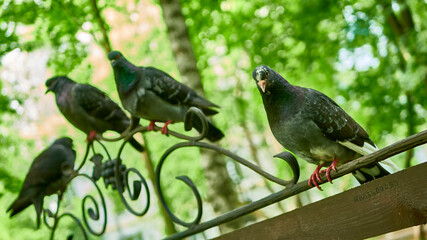 street pigeons sit on a park bench. color