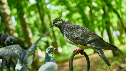 street pigeons sit on a park bench. color