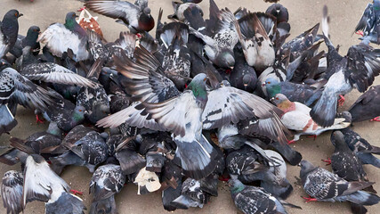 Pigeons gathered on concrete floor, collecting bits of food in the city. color