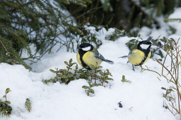 Two small Great tits, Parus major standing on a snowy forest floor during a dark winter day in Estonian forest, Northern Europe. 