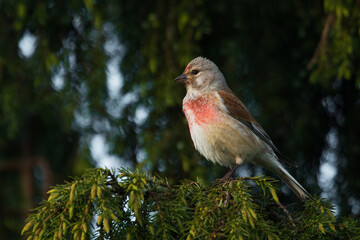 European summery songbird Common linnet, Carduelis cannabina in a garden as a helper feeding on weed seeds in Estonia, Northern Europe. 