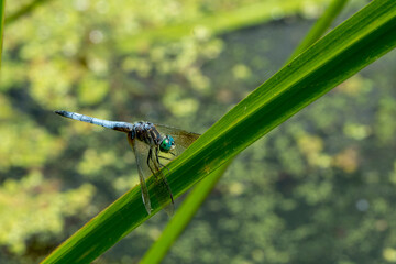 blue dragonfly on a green leaf