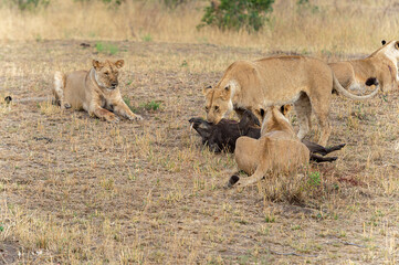 Lionesses with warthog Kill, Maasai Mara National Reserve, Kenya, Africa