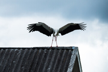 A large European bird White stork, Ciconia ciconia standing on a roof and spreading wings before approaching storm in rural Estonia. 