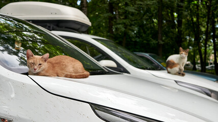 homeless cats on a car. general plan. color