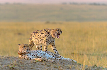 Two cheetahs, Acinonyx jubatus, Maasai Mara National Reserve, Kenya, Africa
