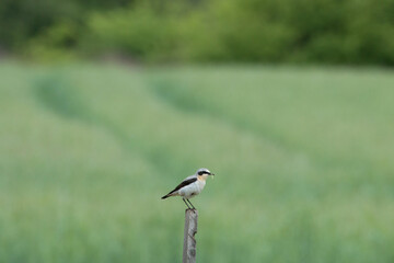Male European bird Northern wheatear, Oenanthe oenanthe perched on a wooden stick in backyard. Rural Estonia, Northern Europe. 