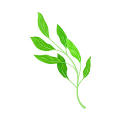 Bright Fibrous Leaf with Stem and Veins Vector Illustration