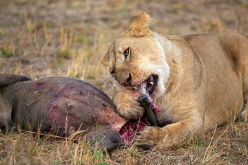 Fototapeta na wymiar Lioness with Kill, Maasai Mara National Reserve, Kenya, Africa