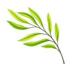 Green Leaf and Foliage with Stem and Veins or Fibers Vector Illustration