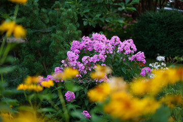 Fototapeta na wymiar pink phlox flowers against a background of dark green in the garden