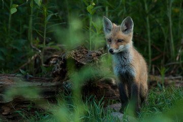 A small and cute Red fox, Vulpes vulpes cub during spring in Estonia, Northern Europe. 