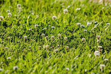 a close up of some white clover growing in the yard