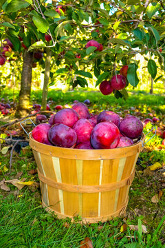 A bushel basket in an apple orchard in autumn full of fresh picked organic Ida Red apples in early fall of late September in Michigan, USA.