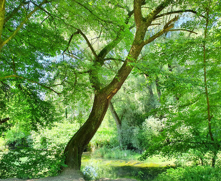 Baum in der Aulandschaft