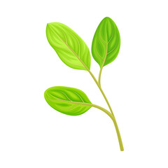 Green Leaf and Foliage with Stem and Veins or Fibers Vector Illustration