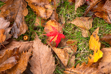 長野と山梨に跨がる八ヶ岳、秋の風景・日本